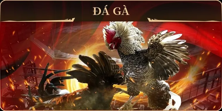 Khám Phá Tuyệt Kỹ Cách Chơi Đá Gà GA28 Tại Sclub88 Đỉnh Cao Năm Nay