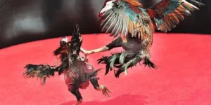 Bí Kíp Nhập Môn Cách Chơi Đá Gà Sabong Tại Sclub88 Thắng Lớn Mỗi Ngày