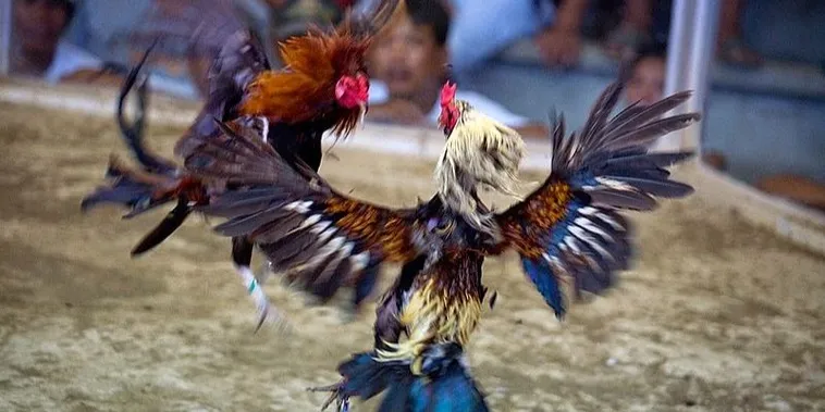 Bí Kíp Nhập Môn Cách Chơi Đá Gà Sabong Tại Sclub88 Thắng Lớn Mỗi Ngày